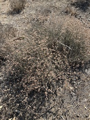 Eriogonum cinereum