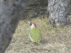 Picus viridis