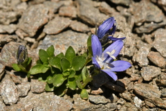 Campanula cenisia