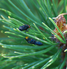 Acantholyda erythrocephala
