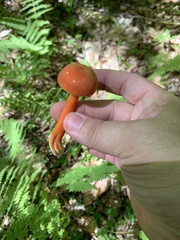 Hygrocybe punicea