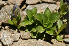 Campanula cenisia