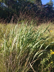 Panicum virgatum