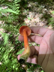 Hygrocybe punicea