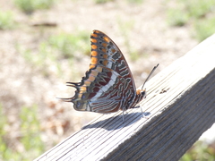 Charaxes jasius