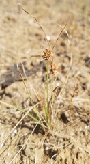 Cyperus acuminatus