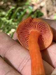Hygrocybe punicea