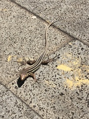 Gallotia galloti