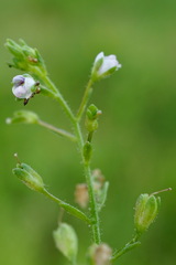 Veronica catenata