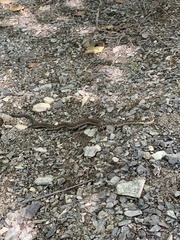 Thamnophis sirtalis pallidulus