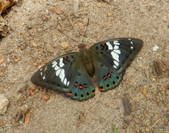 Euthalia lubentina arasada