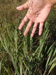 Panicum virgatum