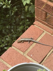 Plestiodon fasciatus