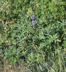 Lupinus burkei