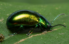 Chrysolina herbacea
