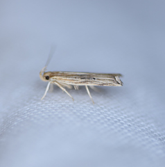 Helcystogramma hystricella