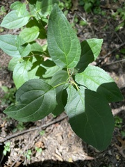Rhamnus cathartica