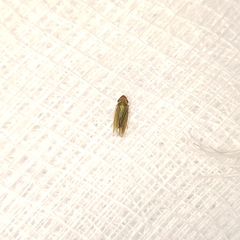 Xyphon reticulatum