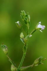 Veronica catenata