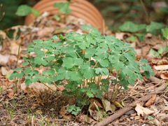 Aquilegia vulgaris