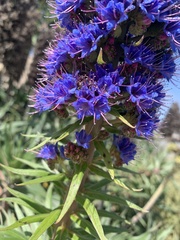 Echium candicans