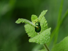 Chrysolina herbacea