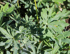 Lupinus burkei