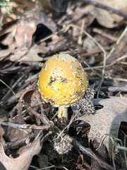 Amanita