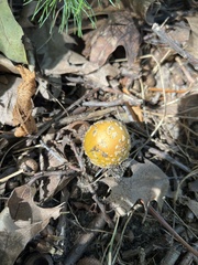 Amanita