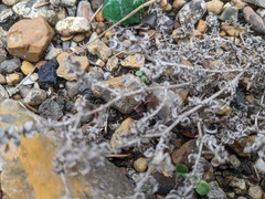 Angiospermae