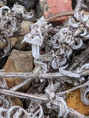 Angiospermae