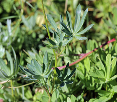 Lupinus burkei