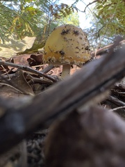 Amanita