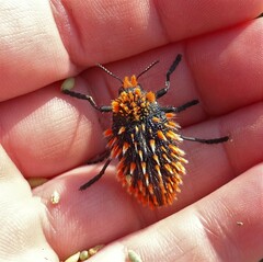 Julodis viridipes