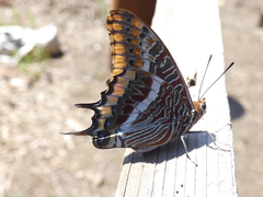 Charaxes jasius