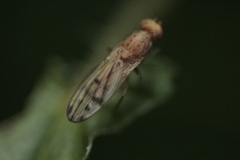 Opomyza