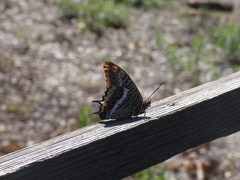 Charaxes jasius