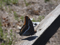 Charaxes jasius