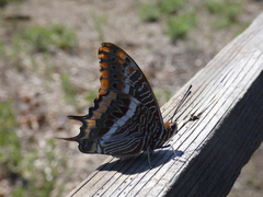 Charaxes jasius
