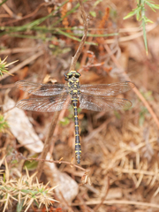 Cordulegaster boltonii