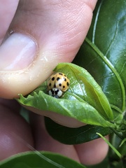 Harmonia axyridis