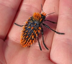 Julodis viridipes