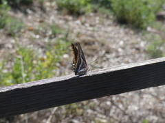 Charaxes jasius