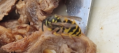 Vespula germanica