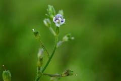 Veronica catenata