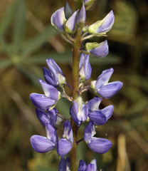 Lupinus burkei