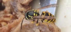 Vespula germanica