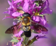 Megachile sculpturalis