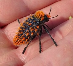 Julodis viridipes