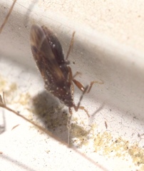 Miridae